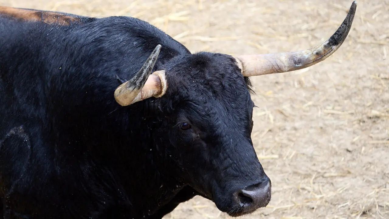 El toro 'Escribiente' (n&ordm; 100) de la ganader&iacute;a de Fuente Ymbro (7 de julio), negro list&oacute;n, y de 575 kilos de peso, en los Corrales del Gas de Pamplona para San Ferm&iacute;n 2026. I&Ntilde;IGO ALZUGARAY