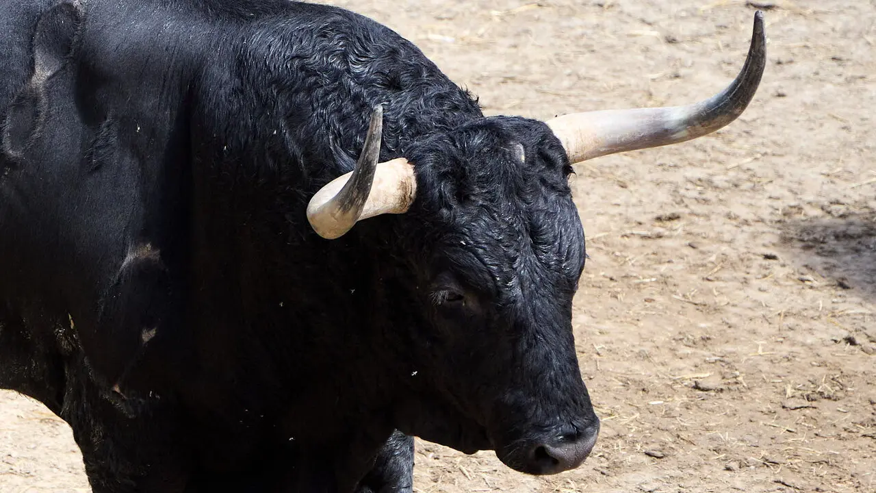 El toro 'Botellero' (n&ordm; 108) de la ganader&iacute;a de Fuente Ymbro (7 de julio), negro, y de 570 kilos de peso, en los Corrales del Gas de Pamplona para San Ferm&iacute;n 2026. I&Ntilde;IGO ALZUGARAY