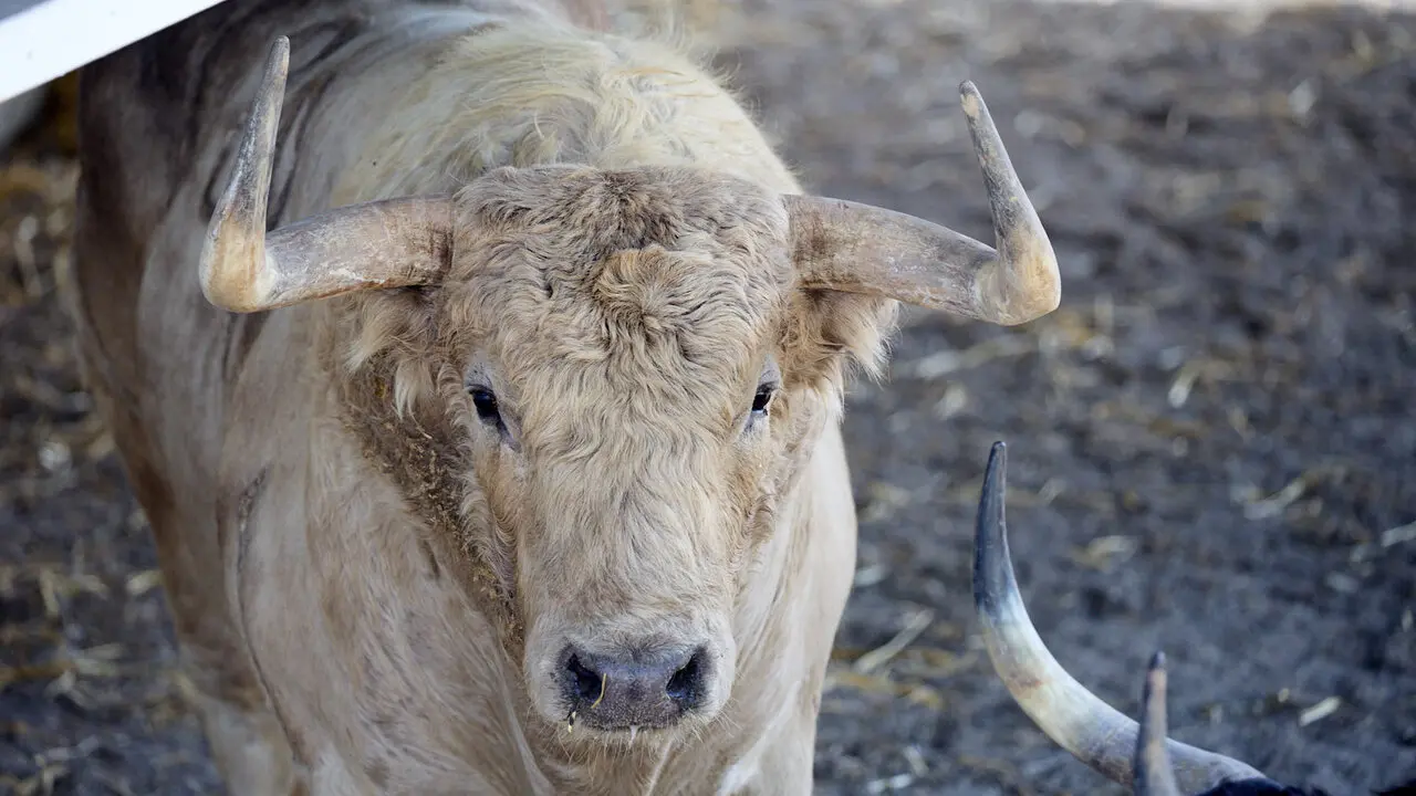 El toro 'Improvisado' (n&ordm; 129) de la ganader&iacute;a de Fuente Ymbro (7 de julio), jabonero, y de 610 kilos de peso, en los Corrales del Gas de Pamplona para San Ferm&iacute;n 2026. I&Ntilde;IGO ALZUGARAY