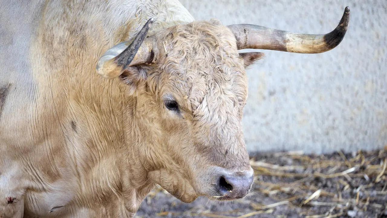 El toro 'Taranto' (n&ordm; 132) de la ganader&iacute;a de Fuente Ymbro (7 de julio), jabonero, y de 595 kilos de peso, en los Corrales del Gas de Pamplona para San Ferm&iacute;n 2026. I&Ntilde;IGO ALZUGARAY