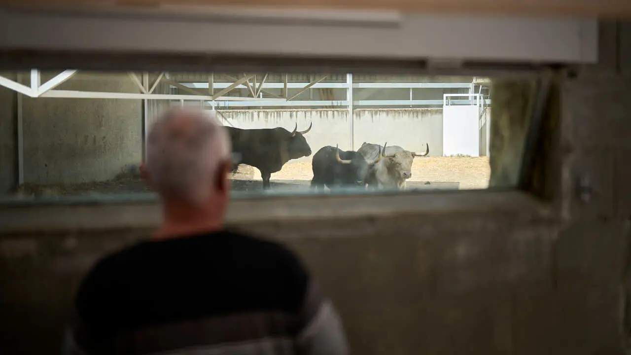 Los Corrales del Gas abren para que el p&uacute;blico pueda ver las ganader&iacute;as de San Ferm&iacute;n 2026. PABLO LASAOSA