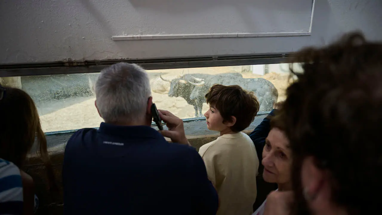 Los Corrales del Gas abren para que el p&uacute;blico pueda ver las ganader&iacute;as de San Ferm&iacute;n 2026. PABLO LASAOSA