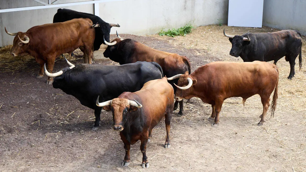 Toros de la ganader&iacute;a de &Aacute;lvaro N&uacute;&ntilde;ez (10 de julio), en los Corrales del Gas de Pamplona para San Ferm&iacute;n 2026. I&Ntilde;IGO ALZUGARAY