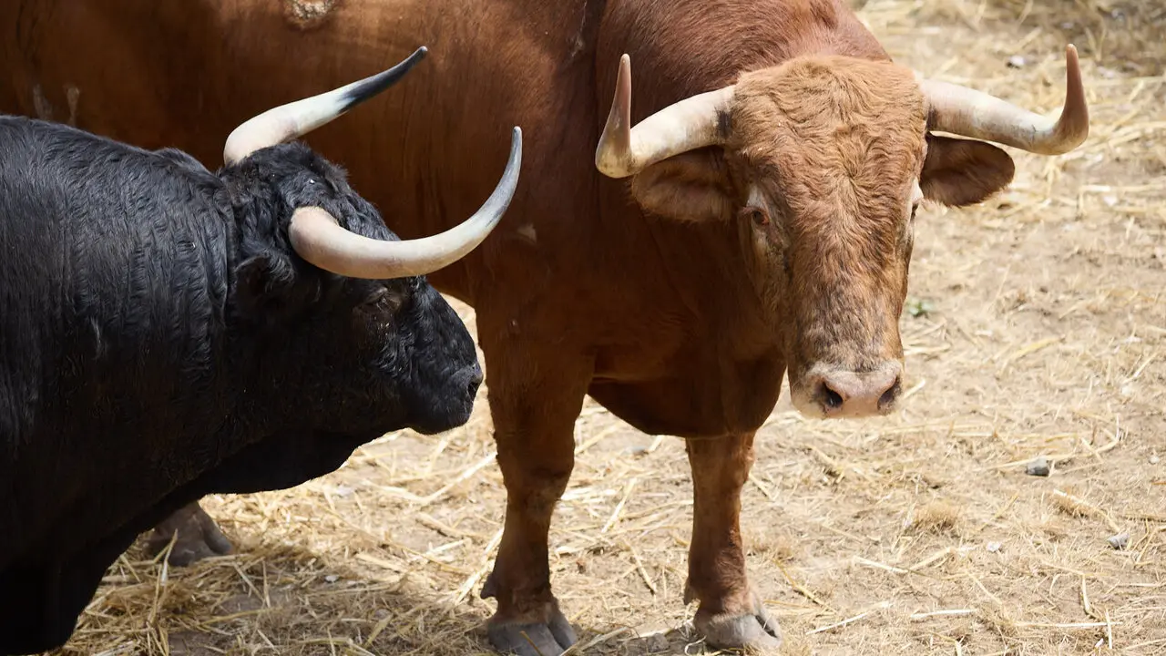 Toros de la ganader&iacute;a de &Aacute;lvaro N&uacute;&ntilde;ez (10 de julio), en los Corrales del Gas de Pamplona para San Ferm&iacute;n 2026. I&Ntilde;IGO ALZUGARAY
