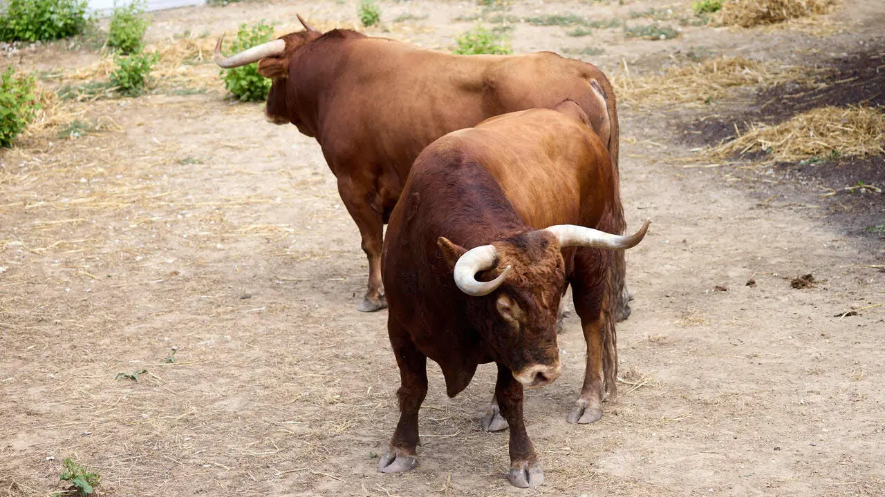 Toros de la ganader&iacute;a de &Aacute;lvaro N&uacute;&ntilde;ez (10 de julio), en los Corrales del Gas de Pamplona para San Ferm&iacute;n 2026. I&Ntilde;IGO ALZUGARAY