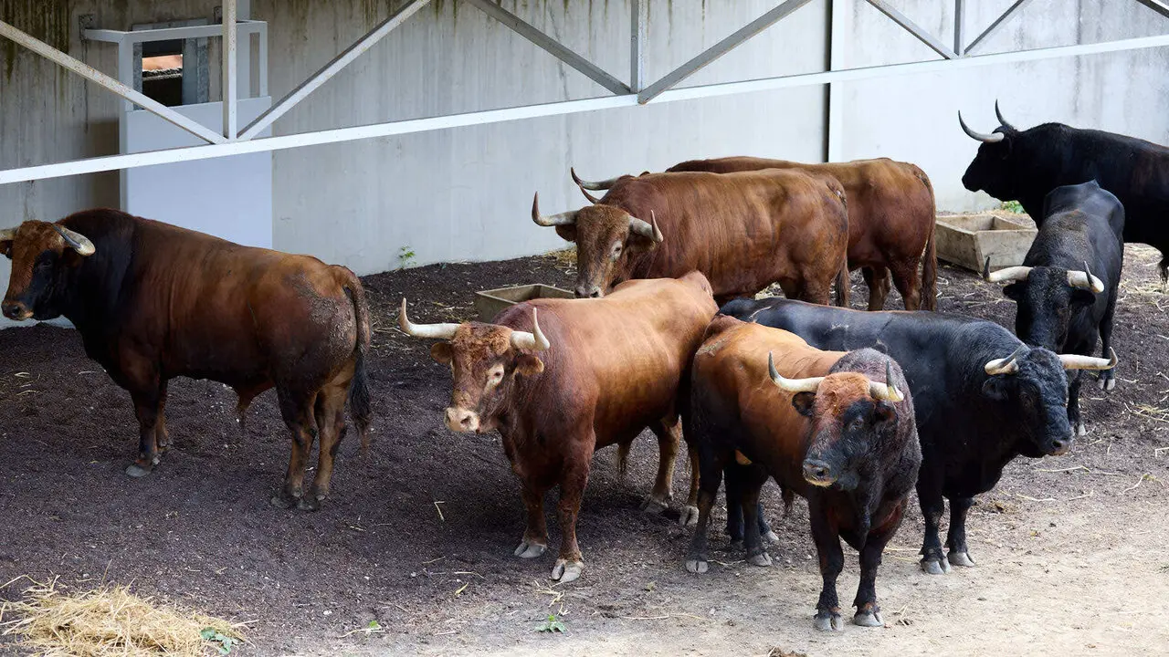 Toros de la ganader&iacute;a de &Aacute;lvaro N&uacute;&ntilde;ez (10 de julio), en los Corrales del Gas de Pamplona para San Ferm&iacute;n 2026. I&Ntilde;IGO ALZUGARAY