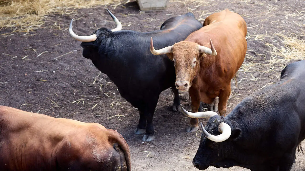 Toros de la ganader&iacute;a de &Aacute;lvaro N&uacute;&ntilde;ez (10 de julio), en los Corrales del Gas de Pamplona para San Ferm&iacute;n 2026. I&Ntilde;IGO ALZUGARAY