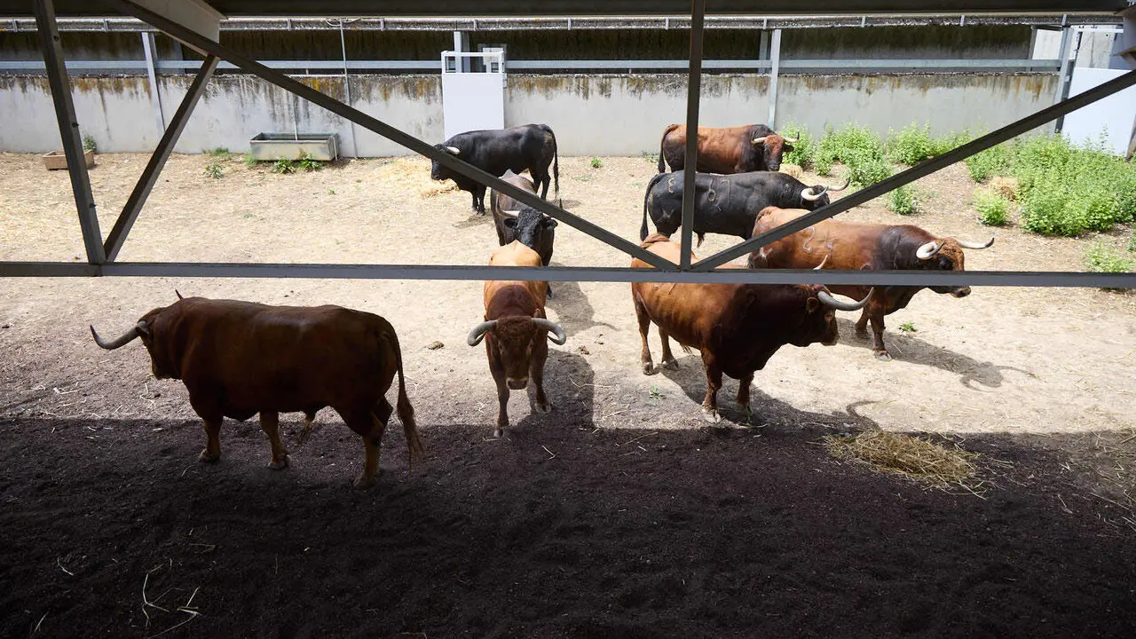 Toros de la ganader&iacute;a de &Aacute;lvaro N&uacute;&ntilde;ez (10 de julio), en los Corrales del Gas de Pamplona para San Ferm&iacute;n 2026. I&Ntilde;IGO ALZUGARAY