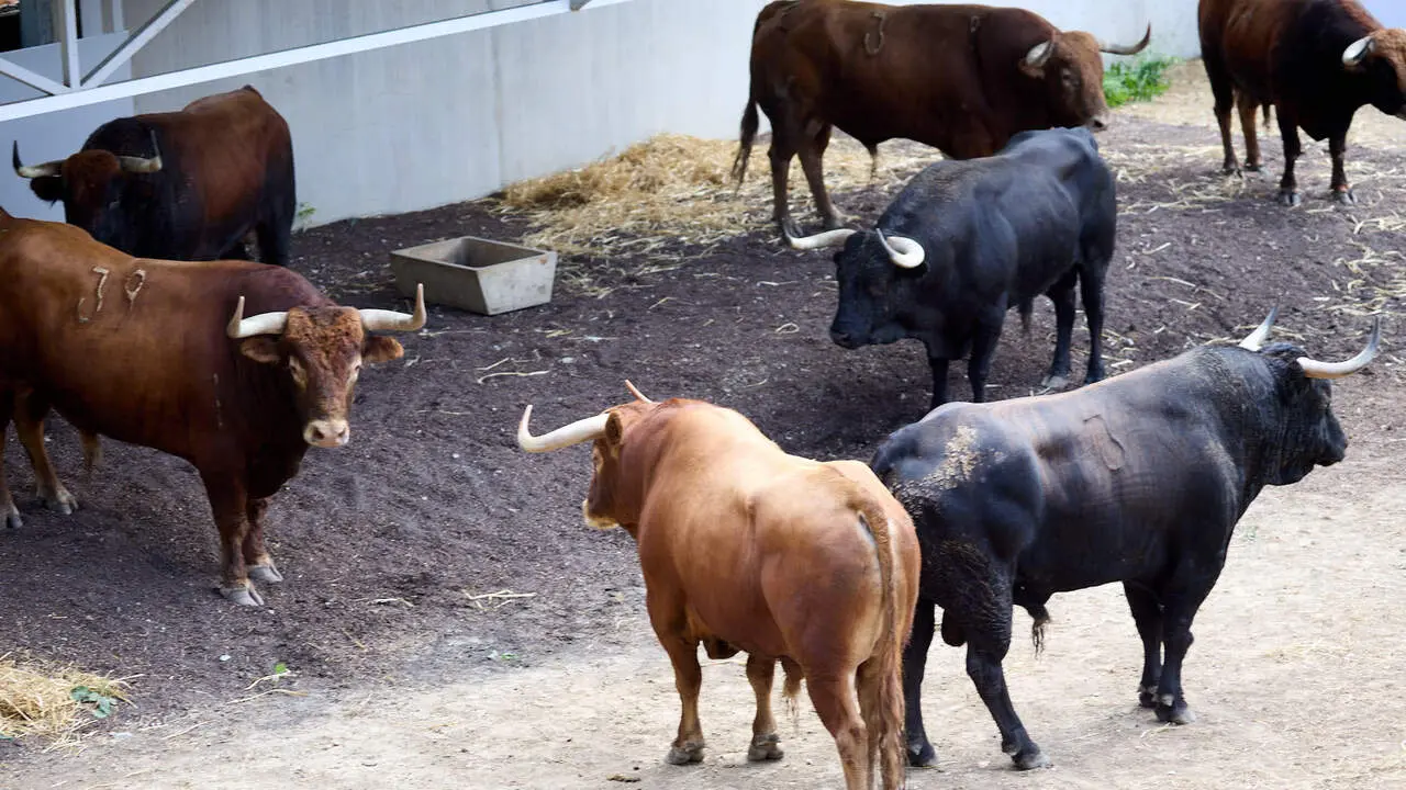 Toros de la ganader&iacute;a de &Aacute;lvaro N&uacute;&ntilde;ez (10 de julio), en los Corrales del Gas de Pamplona para San Ferm&iacute;n 2026. I&Ntilde;IGO ALZUGARAY