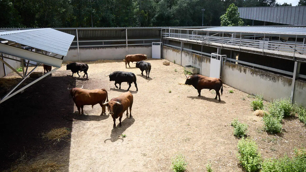 Toros de la ganader&iacute;a de &Aacute;lvaro N&uacute;&ntilde;ez (10 de julio), en los Corrales del Gas de Pamplona para San Ferm&iacute;n 2026. I&Ntilde;IGO ALZUGARAY