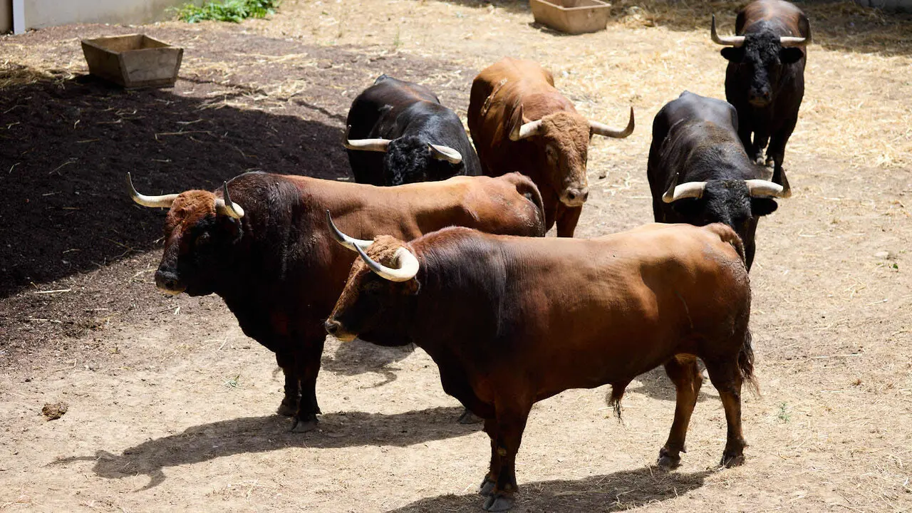 Toros de la ganader&iacute;a de &Aacute;lvaro N&uacute;&ntilde;ez (10 de julio), en los Corrales del Gas de Pamplona para San Ferm&iacute;n 2026. I&Ntilde;IGO ALZUGARAY