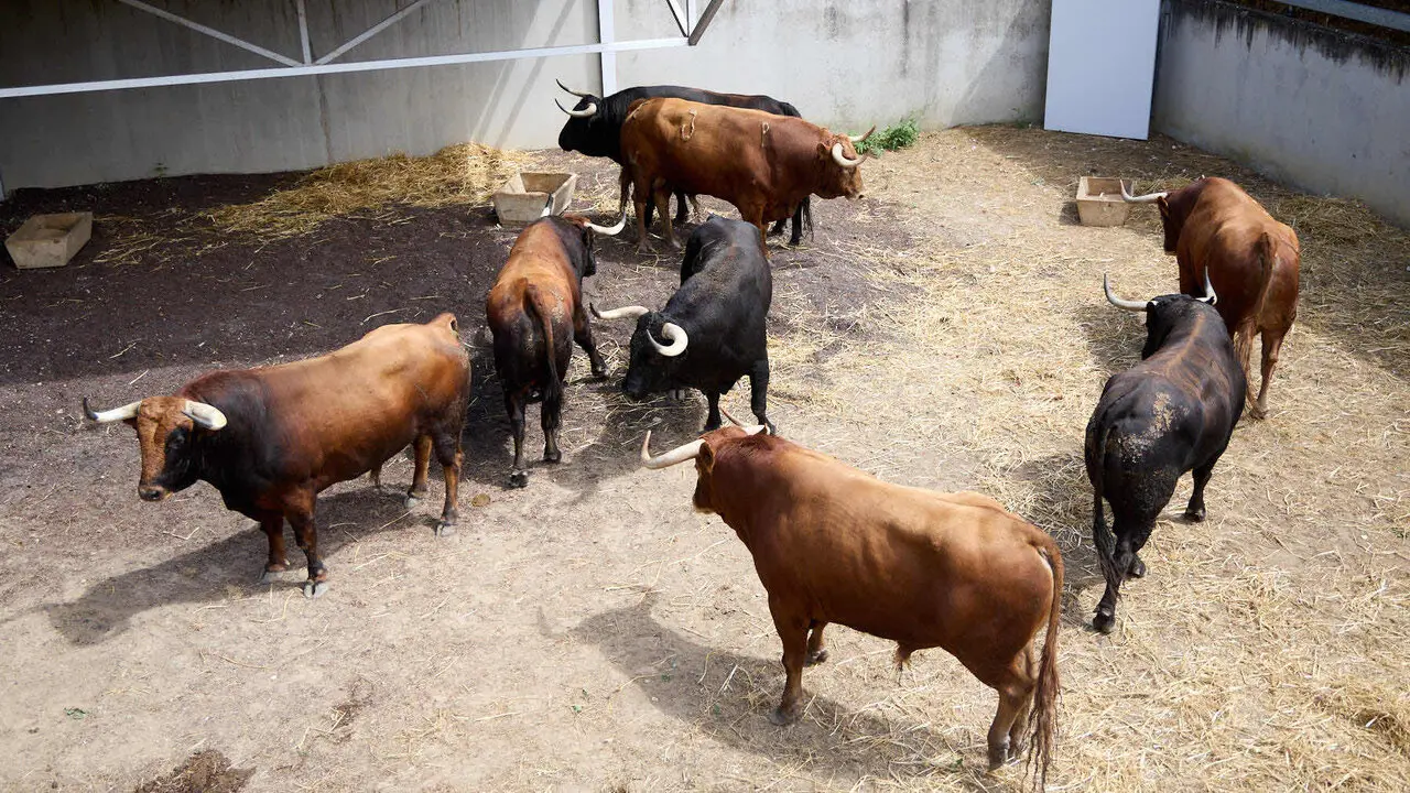 Toros de la ganader&iacute;a de &Aacute;lvaro N&uacute;&ntilde;ez (10 de julio), en los Corrales del Gas de Pamplona para San Ferm&iacute;n 2026. I&Ntilde;IGO ALZUGARAY