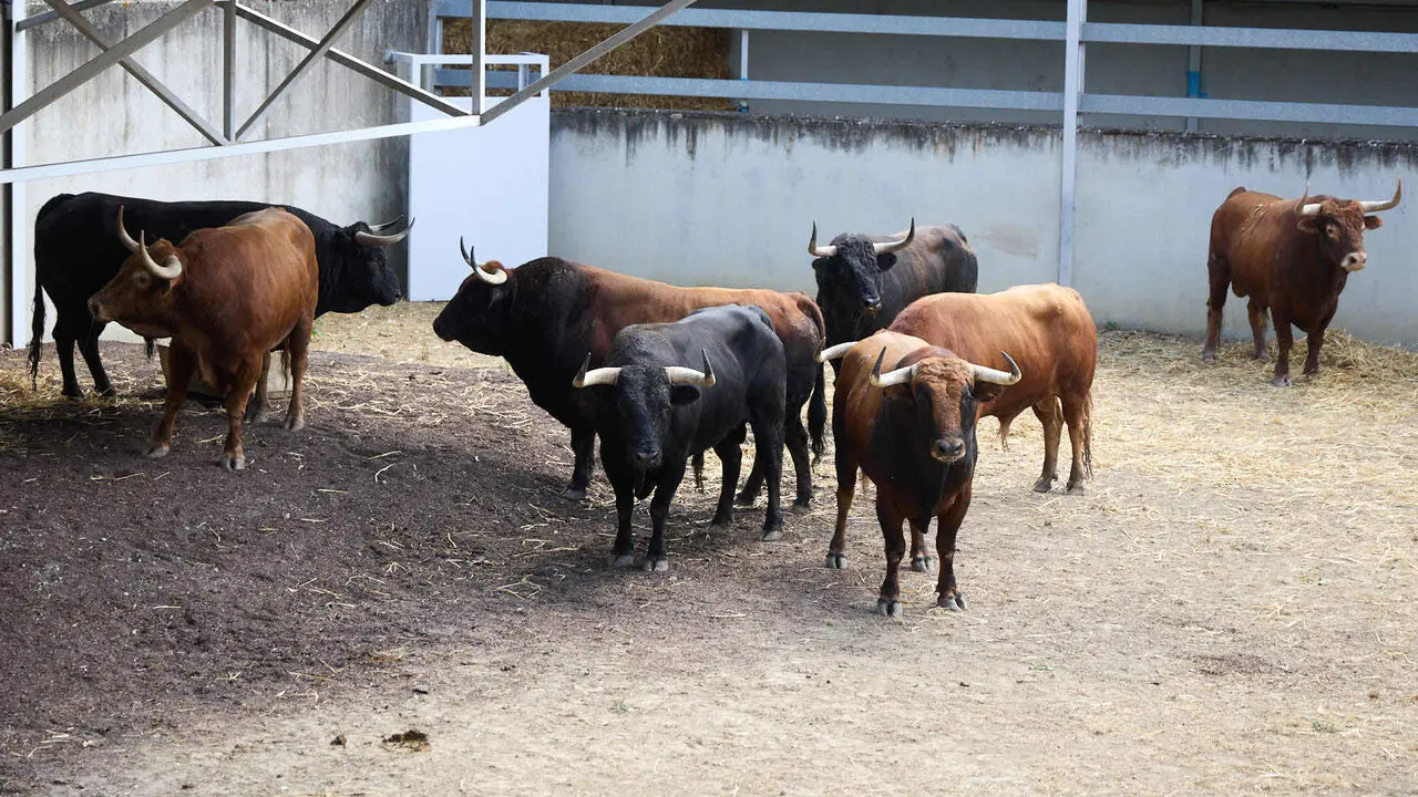 Toros de la ganader&iacute;a de &Aacute;lvaro N&uacute;&ntilde;ez (10 de julio), en los Corrales del Gas de Pamplona para San Ferm&iacute;n 2026. I&Ntilde;IGO ALZUGARAY