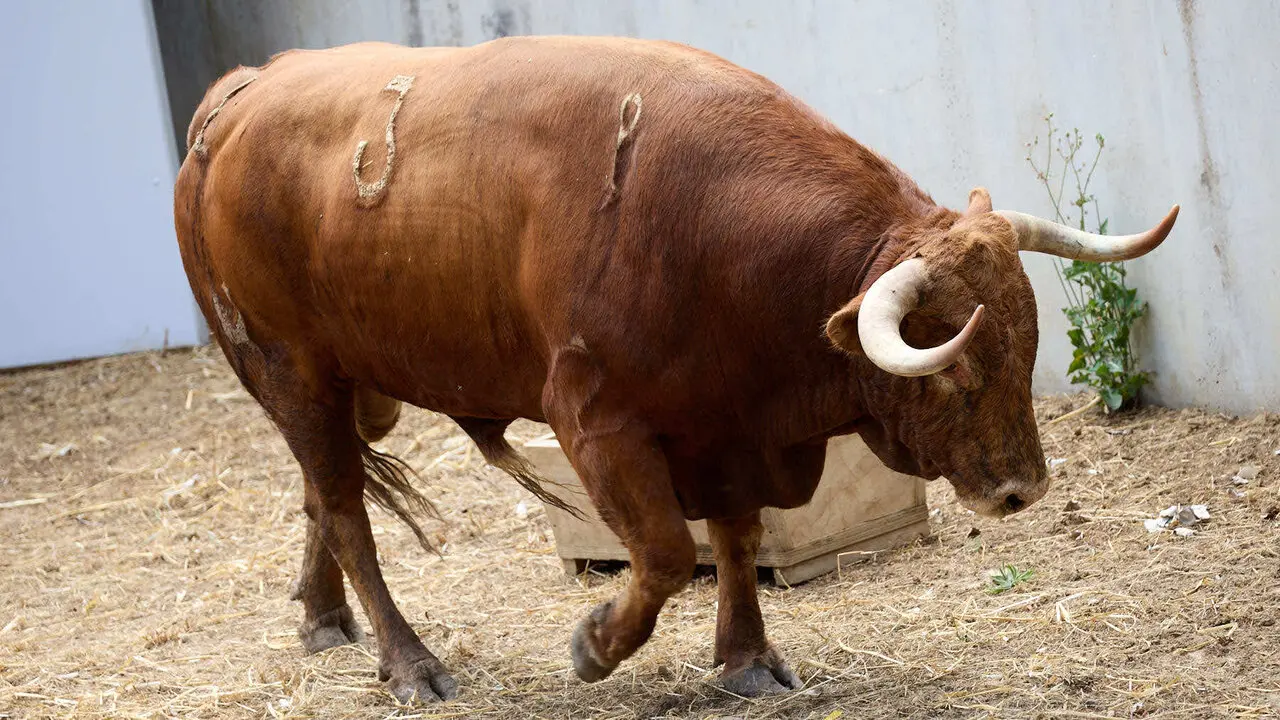 El toro 'Gavilan' (n&ordm; 3) de la ganader&iacute;a de &Aacute;lvaro Nu&ntilde;ez (10 de julio), colorado, y de 595 kilos de peso, en los Corrales del Gas de Pamplona para San Ferm&iacute;n 2026. I&Ntilde;IGO ALZUGARAY