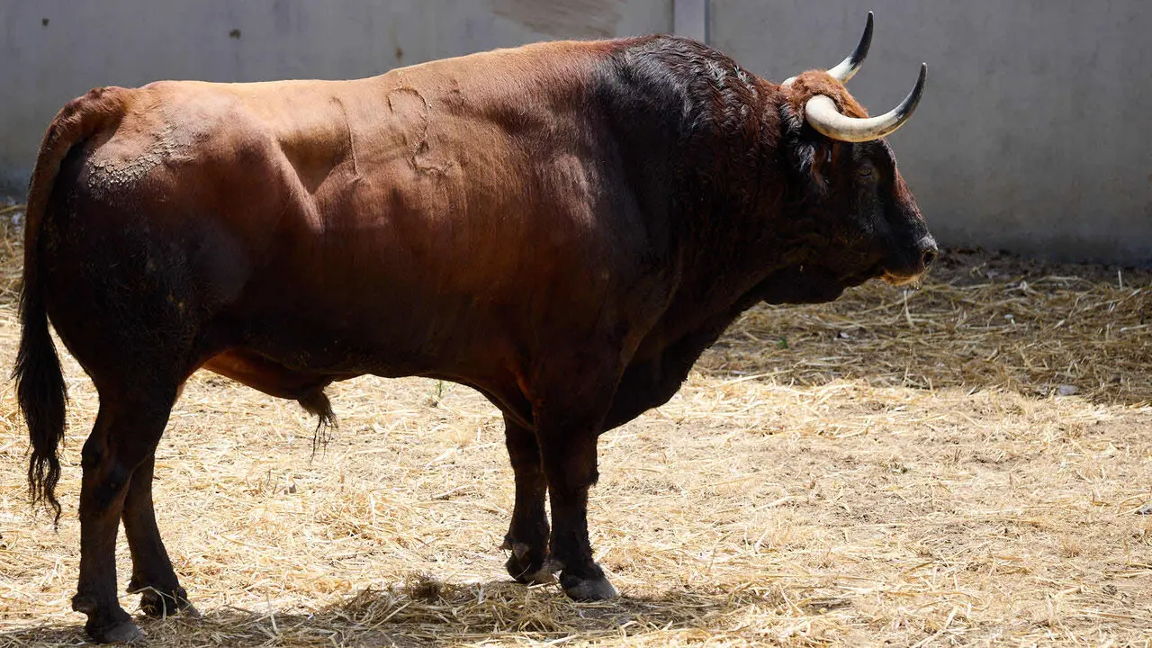 El toro 'Naranjero' (n&ordm; 12) de la ganader&iacute;a de &Aacute;lvaro Nu&ntilde;ez (10 de julio), casta&ntilde;o, y de 570 kilos de peso, en los Corrales del Gas de Pamplona para San Ferm&iacute;n 2026. I&Ntilde;IGO ALZUGARAY