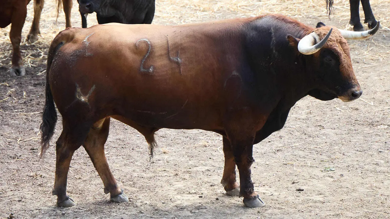 El toro 'Asturiano' (n&ordm; 24) de la ganader&iacute;a de &Aacute;lvaro Nu&ntilde;ez (10 de julio), casta&ntilde;o, y de 575 kilos de peso, en los Corrales del Gas de Pamplona para San Ferm&iacute;n 2026. I&Ntilde;IGO ALZUGARAY