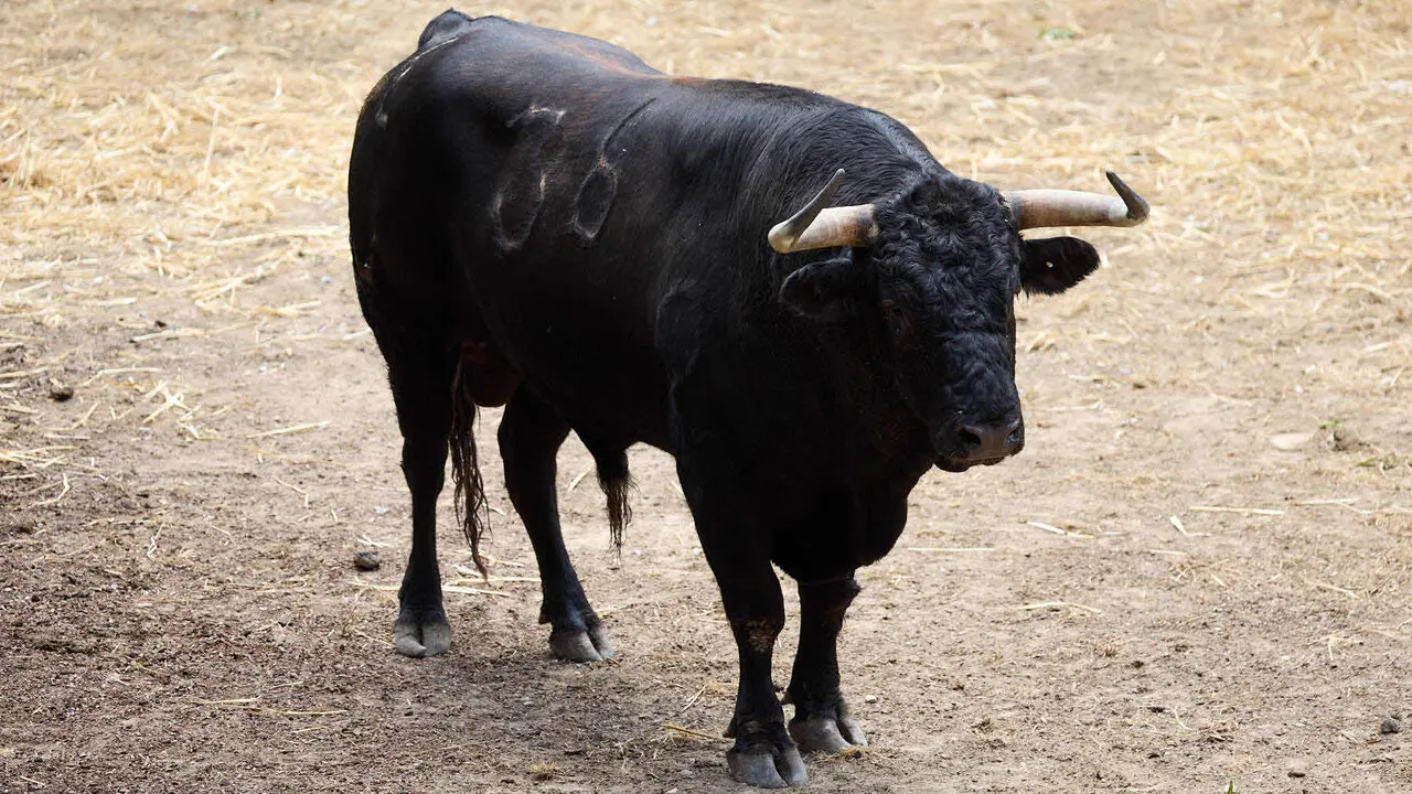 El toro 'Billetero' (n&ordm; 36) de la ganader&iacute;a de &Aacute;lvaro Nu&ntilde;ez (10 de julio), negro mulato liston, y de 590 kilos de peso, en los Corrales del Gas de Pamplona para San Ferm&iacute;n 2026. I&Ntilde;IGO ALZUGARAY