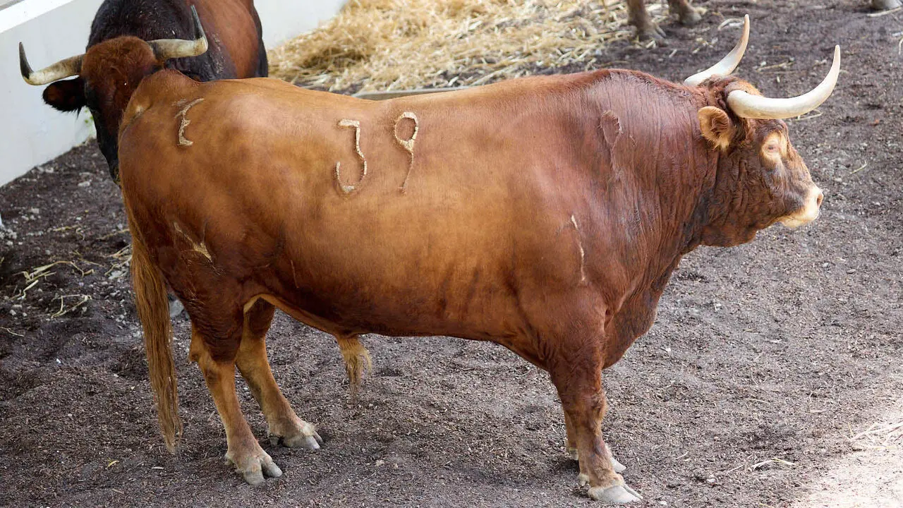 El toro 'Juncoso' (n&ordm; 39) de la ganader&iacute;a de &Aacute;lvaro Nu&ntilde;ez (10 de julio), colorado ojo de perdiz, y de 590 kilos de peso, en los Corrales del Gas de Pamplona para San Ferm&iacute;n 2026. I&Ntilde;IGO ALZUGARAY