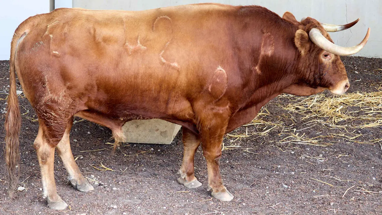El toro 'Gavilan' (n&ordm; 42) de la ganader&iacute;a de &Aacute;lvaro Nu&ntilde;ez (10 de julio), colorado, y de 570 kilos de peso, en los Corrales del Gas de Pamplona para San Ferm&iacute;n 2026. I&Ntilde;IGO ALZUGARAY
