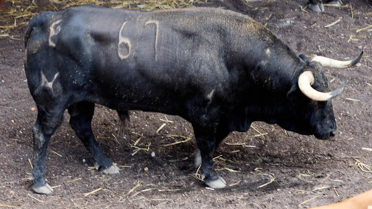 El toro 'Gru&ntilde;on' (n&ordm; 67) de la ganader&iacute;a de &Aacute;lvaro Nu&ntilde;ez (10 de julio), negro liston, y de 590 kilos de peso, en los Corrales del Gas de Pamplona para San Ferm&iacute;n 2026. I&Ntilde;IGO ALZUGARAY