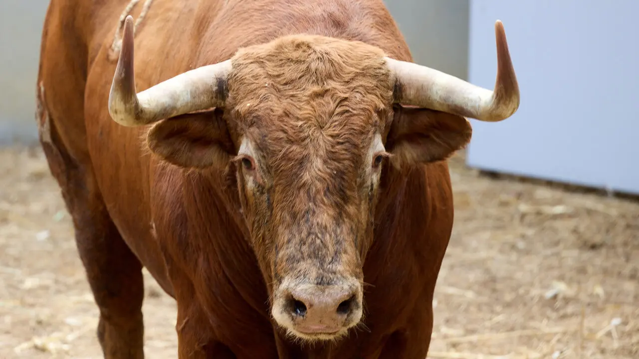 El toro 'Gavilan' (n&ordm; 3) de la ganader&iacute;a de &Aacute;lvaro Nu&ntilde;ez (10 de julio), colorado, y de 595 kilos de peso, en los Corrales del Gas de Pamplona para San Ferm&iacute;n 2026. I&Ntilde;IGO ALZUGARAY