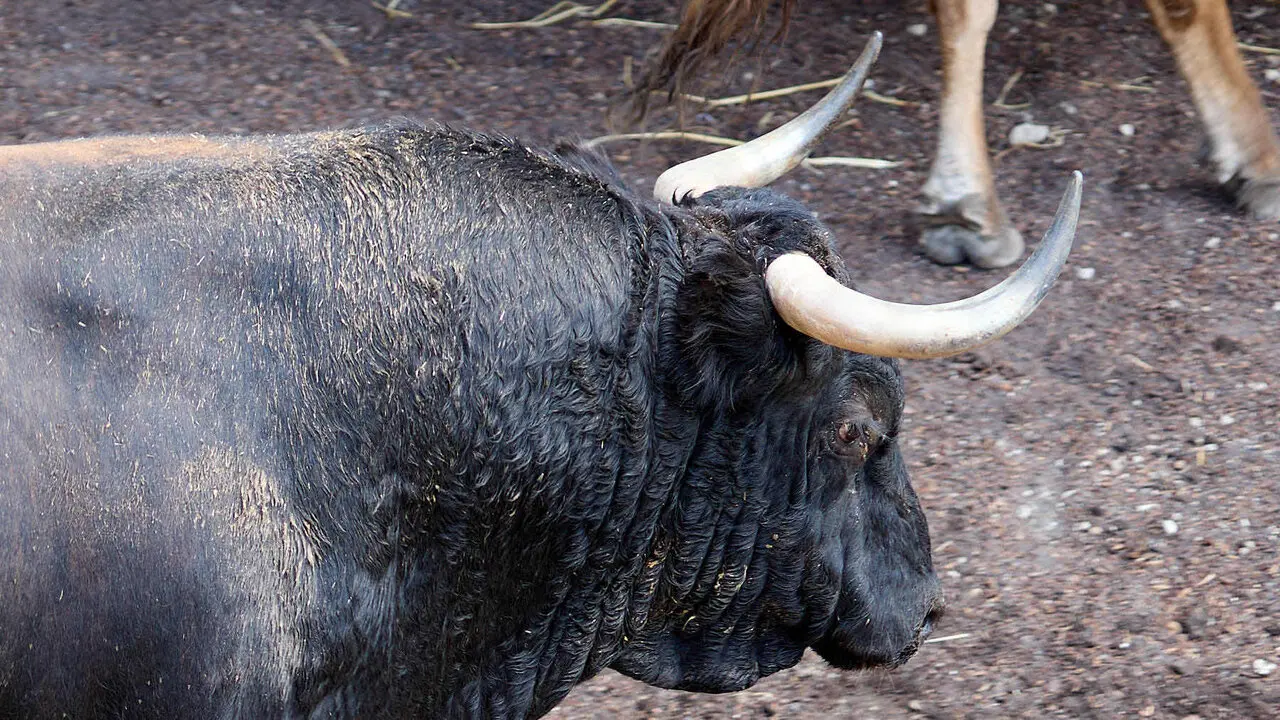 El toro 'Asustado' (n&ordm; 3) de la ganader&iacute;a de &Aacute;lvaro Nu&ntilde;ez (10 de julio), negro mulato chorreado, y de 565 kilos de peso, en los Corrales del Gas de Pamplona para San Ferm&iacute;n 2026. I&Ntilde;IGO ALZUGARAY