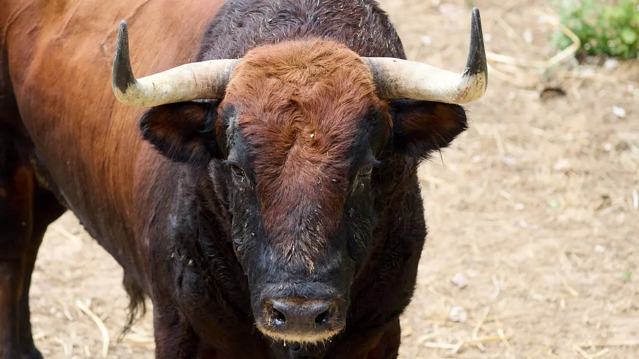El toro 'Naranjero' (n&ordm; 12) de la ganader&iacute;a de &Aacute;lvaro Nu&ntilde;ez (10 de julio), casta&ntilde;o, y de 570 kilos de peso, en los Corrales del Gas de Pamplona para San Ferm&iacute;n 2026. I&Ntilde;IGO ALZUGARAY