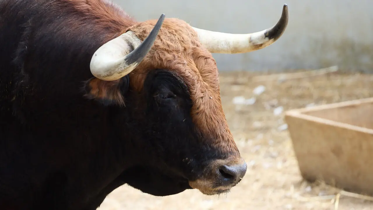 El toro 'Asturiano' (n&ordm; 24) de la ganader&iacute;a de &Aacute;lvaro Nu&ntilde;ez (10 de julio), casta&ntilde;o, y de 575 kilos de peso, en los Corrales del Gas de Pamplona para San Ferm&iacute;n 2026. I&Ntilde;IGO ALZUGARAY