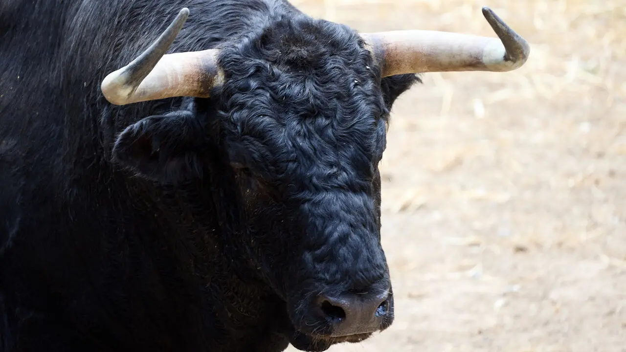 El toro 'Billetero' (n&ordm; 36) de la ganader&iacute;a de &Aacute;lvaro Nu&ntilde;ez (10 de julio), negro mulato liston, y de 590 kilos de peso, en los Corrales del Gas de Pamplona para San Ferm&iacute;n 2026. I&Ntilde;IGO ALZUGARAY