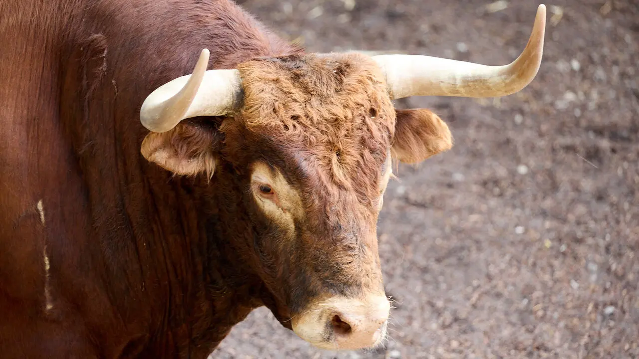 El toro 'Juncoso' (n&ordm; 39) de la ganader&iacute;a de &Aacute;lvaro Nu&ntilde;ez (10 de julio), colorado ojo de perdiz, y de 590 kilos de peso, en los Corrales del Gas de Pamplona para San Ferm&iacute;n 2026. I&Ntilde;IGO ALZUGARAY