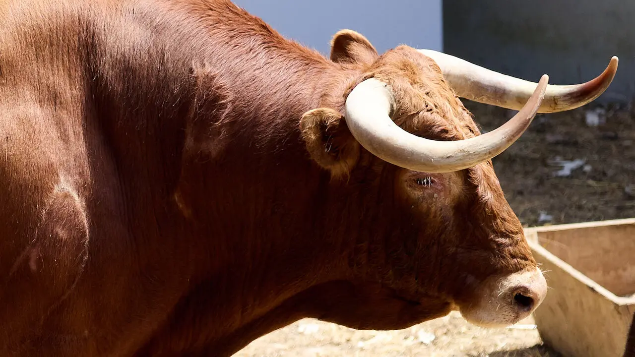 El toro 'Gavilan' (n&ordm; 42) de la ganader&iacute;a de &Aacute;lvaro Nu&ntilde;ez (10 de julio), colorado, y de 570 kilos de peso, en los Corrales del Gas de Pamplona para San Ferm&iacute;n 2026. I&Ntilde;IGO ALZUGARAY