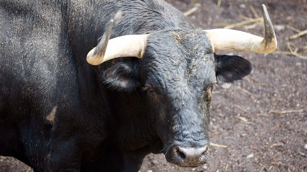 El toro 'Gru&ntilde;on' (n&ordm; 67) de la ganader&iacute;a de &Aacute;lvaro Nu&ntilde;ez (10 de julio), negro liston, y de 590 kilos de peso, en los Corrales del Gas de Pamplona para San Ferm&iacute;n 2026. I&Ntilde;IGO ALZUGARAY