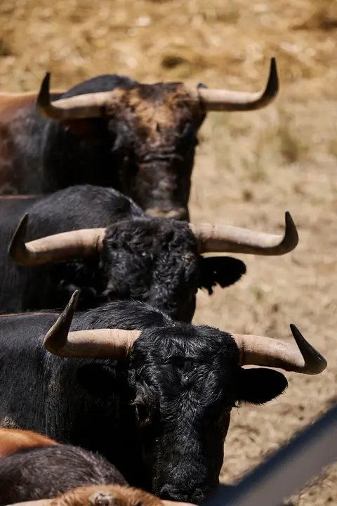 Toros de la ganader&iacute;a de La Palmosilla (12 de julio), en los Corrales del Gas de Pamplona para San Ferm&iacute;n 2026. PABLO LASAOSA