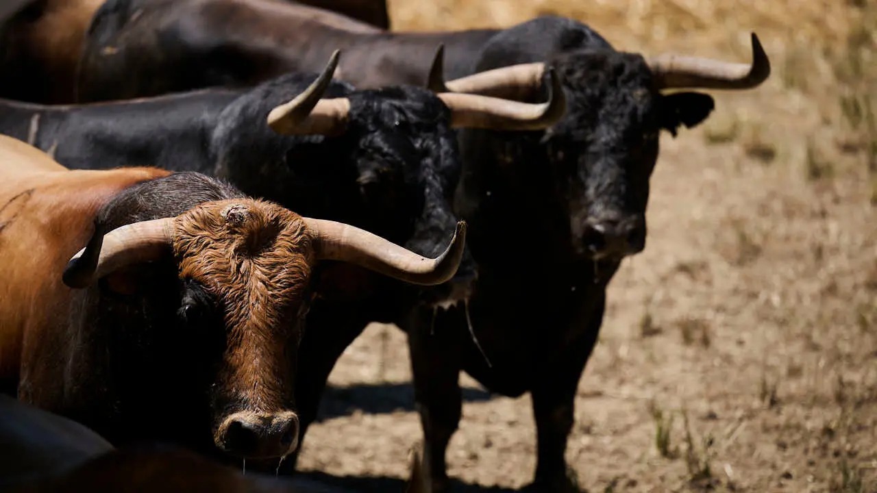Toros de la ganader&iacute;a de La Palmosilla (12 de julio), en los Corrales del Gas de Pamplona para San Ferm&iacute;n 2026. PABLO LASAOSA