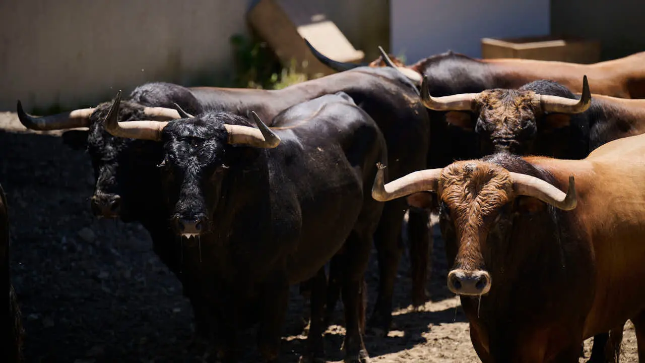 Toros de la ganader&iacute;a de La Palmosilla (12 de julio), en los Corrales del Gas de Pamplona para San Ferm&iacute;n 2026. PABLO LASAOSA
