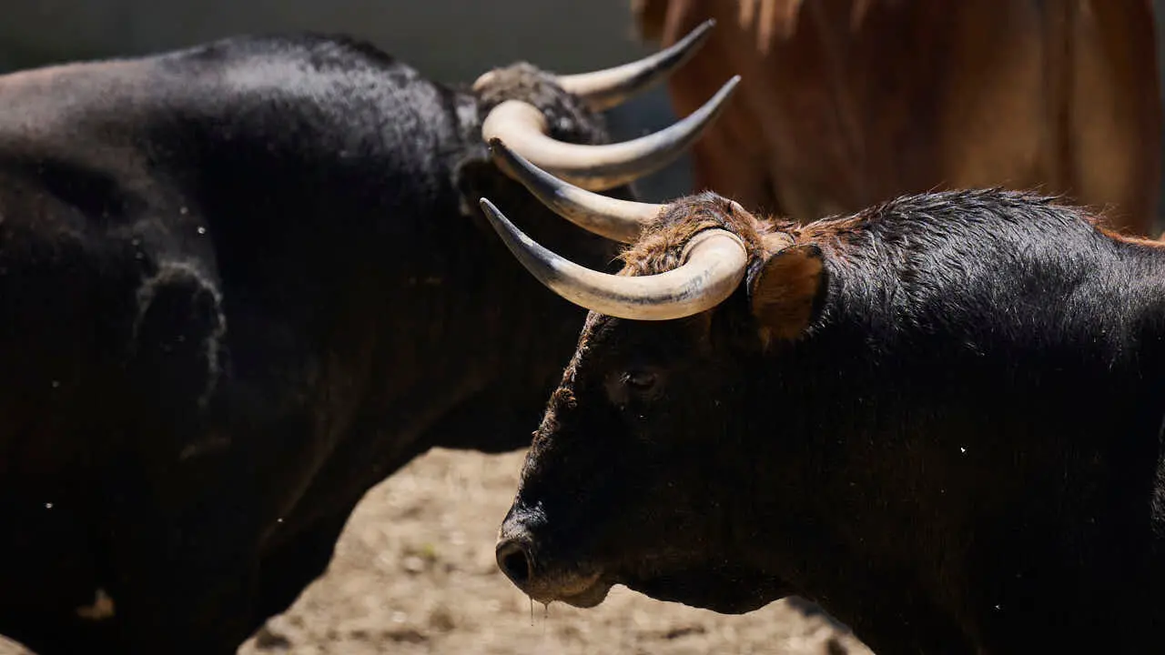 Toros de la ganader&iacute;a de La Palmosilla (12 de julio), en los Corrales del Gas de Pamplona para San Ferm&iacute;n 2026. PABLO LASAOSA