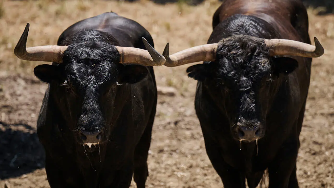 Toros de la ganader&iacute;a de La Palmosilla (12 de julio), en los Corrales del Gas de Pamplona para San Ferm&iacute;n 2026. PABLO LASAOSA