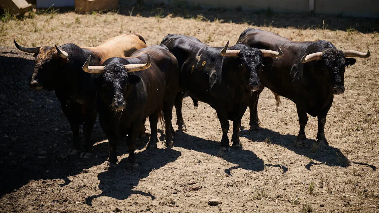 Toros de la ganader&iacute;a de La Palmosilla (12 de julio), en los Corrales del Gas de Pamplona para San Ferm&iacute;n 2026. PABLO LASAOSA