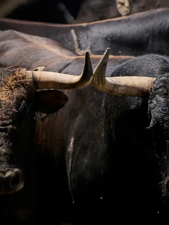 Toros de la ganader&iacute;a de La Palmosilla (12 de julio), en los Corrales del Gas de Pamplona para San Ferm&iacute;n 2026. PABLO LASAOSA