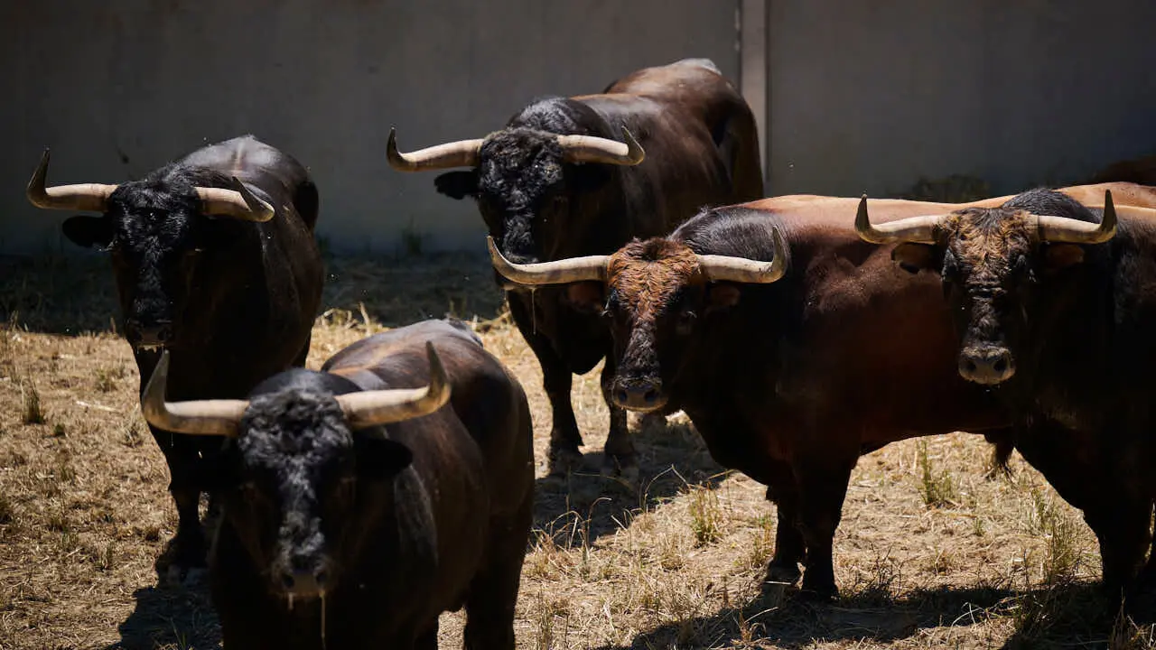Toros de la ganader&iacute;a de La Palmosilla (12 de julio), en los Corrales del Gas de Pamplona para San Ferm&iacute;n 2026. PABLO LASAOSA
