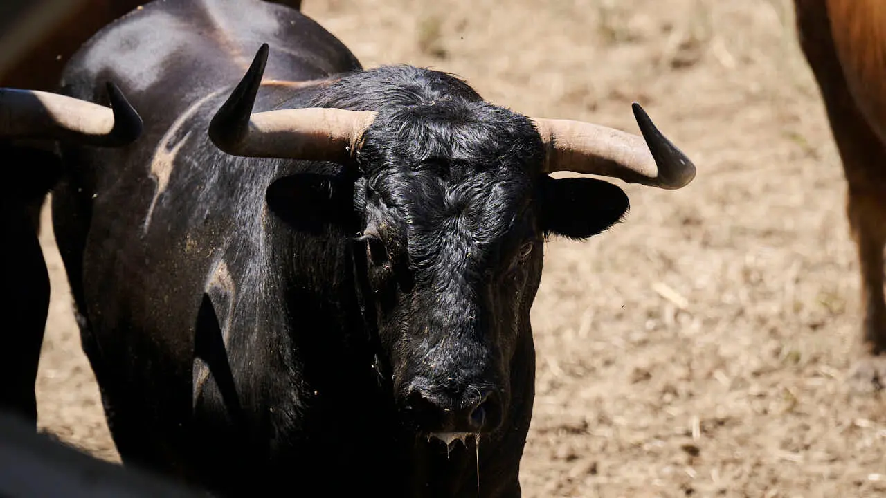El toro 'M&aacute;gico' (n&ordm; 4) de la ganader&iacute;a de La Palmosilla (12 de julio), negro mulato, y de 580 kilos de peso, en los Corrales del Gas de Pamplona para San Ferm&iacute;n 2026. PABLO LASAOSA