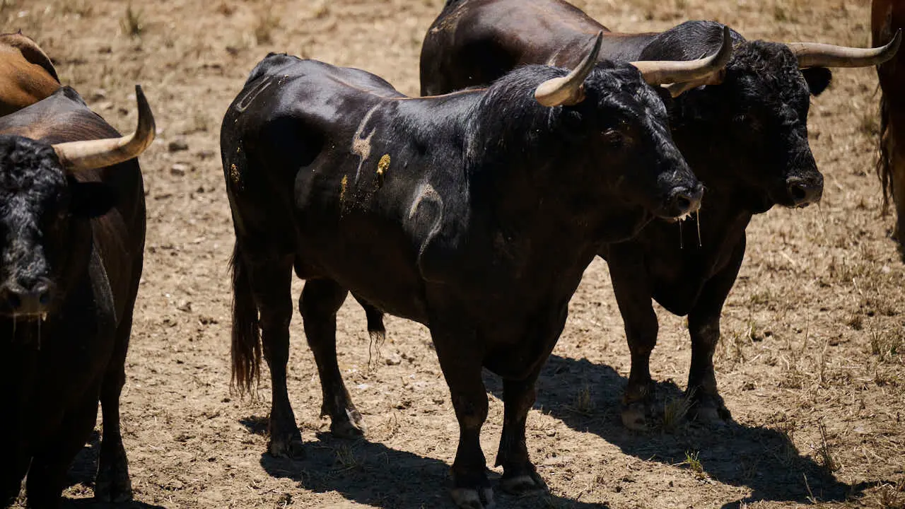El toro 'M&aacute;gico' (n&ordm; 4) de la ganader&iacute;a de La Palmosilla (12 de julio), negro mulato, y de 580 kilos de peso, en los Corrales del Gas de Pamplona para San Ferm&iacute;n 2026. PABLO LASAOSA