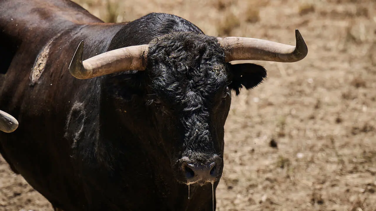 El toro 'Cortijero' (n&ordm; 6) de la ganader&iacute;a de La Palmosilla (12 de julio), negro mulato chorreado bragado meano corrido, y de 575 kilos de peso, en los Corrales del Gas de Pamplona para San Ferm&iacute;n 2026. PABLO LASAOSA