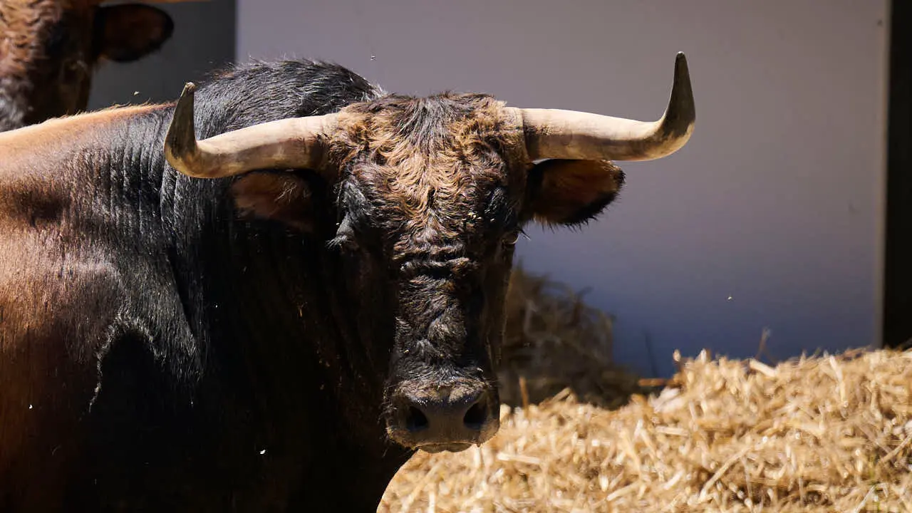 El toro 'Jubiloso' (n&ordm; 8) de la ganader&iacute;a de La Palmosilla (12 de julio), casta&ntilde;o claro, y de 580 kilos de peso, en los Corrales del Gas de Pamplona para San Ferm&iacute;n 2026. PABLO LASAOSA