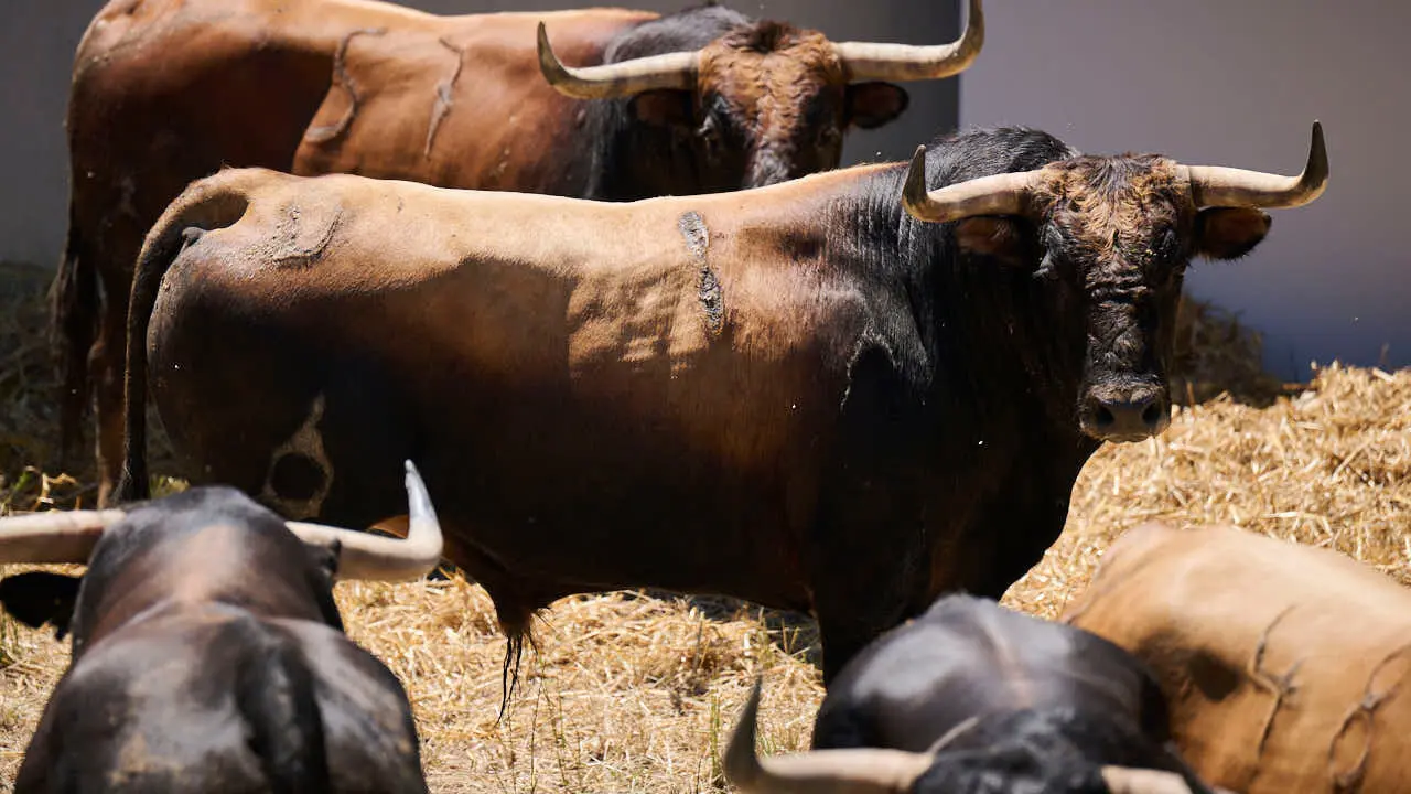 El toro 'Jubiloso' (n&ordm; 8) de la ganader&iacute;a de La Palmosilla (12 de julio), casta&ntilde;o claro, y de 580 kilos de peso, en los Corrales del Gas de Pamplona para San Ferm&iacute;n 2026. PABLO LASAOSA