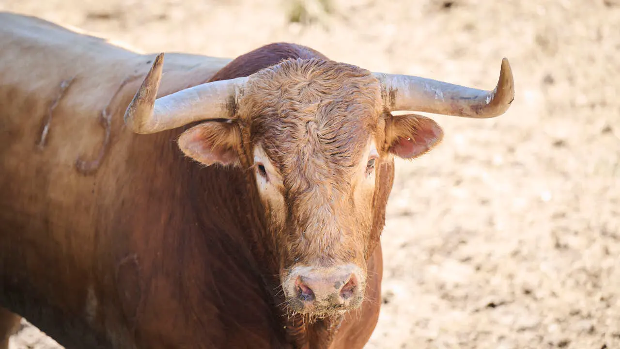 El toro 'Zorzal' (n&ordm; 15) de la ganader&iacute;a de La Palmosilla (12 de julio), colorado, y de 565 kilos de peso, en los Corrales del Gas de Pamplona para San Ferm&iacute;n 2026. PABLO LASAOSA