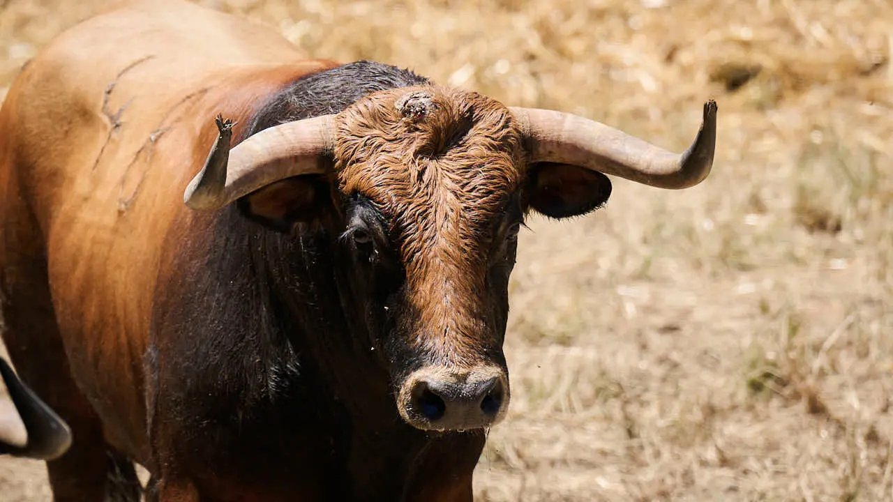 El toro 'Sombrerito' (n&ordm; 48) de la ganader&iacute;a de La Palmosilla (12 de julio), casta&ntilde;o, y de 575 kilos de peso, en los Corrales del Gas de Pamplona para San Ferm&iacute;n 2026. PABLO LASAOSA