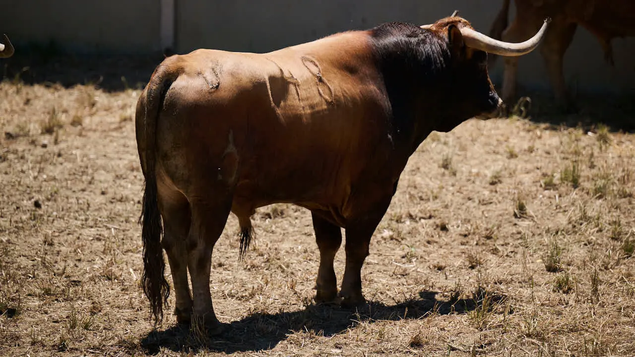 El toro 'Sombrerito' (n&ordm; 48) de la ganader&iacute;a de La Palmosilla (12 de julio), casta&ntilde;o, y de 575 kilos de peso, en los Corrales del Gas de Pamplona para San Ferm&iacute;n 2026. PABLO LASAOSA