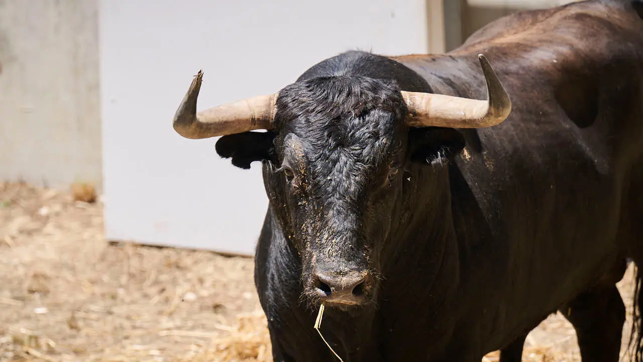 El toro 'Camarado' (n&ordm; 54) de la ganader&iacute;a de La Palmosilla (12 de julio), negro list&oacute;n, y de 590 kilos de peso, en los Corrales del Gas de Pamplona para San Ferm&iacute;n 2026. PABLO LASAOSA