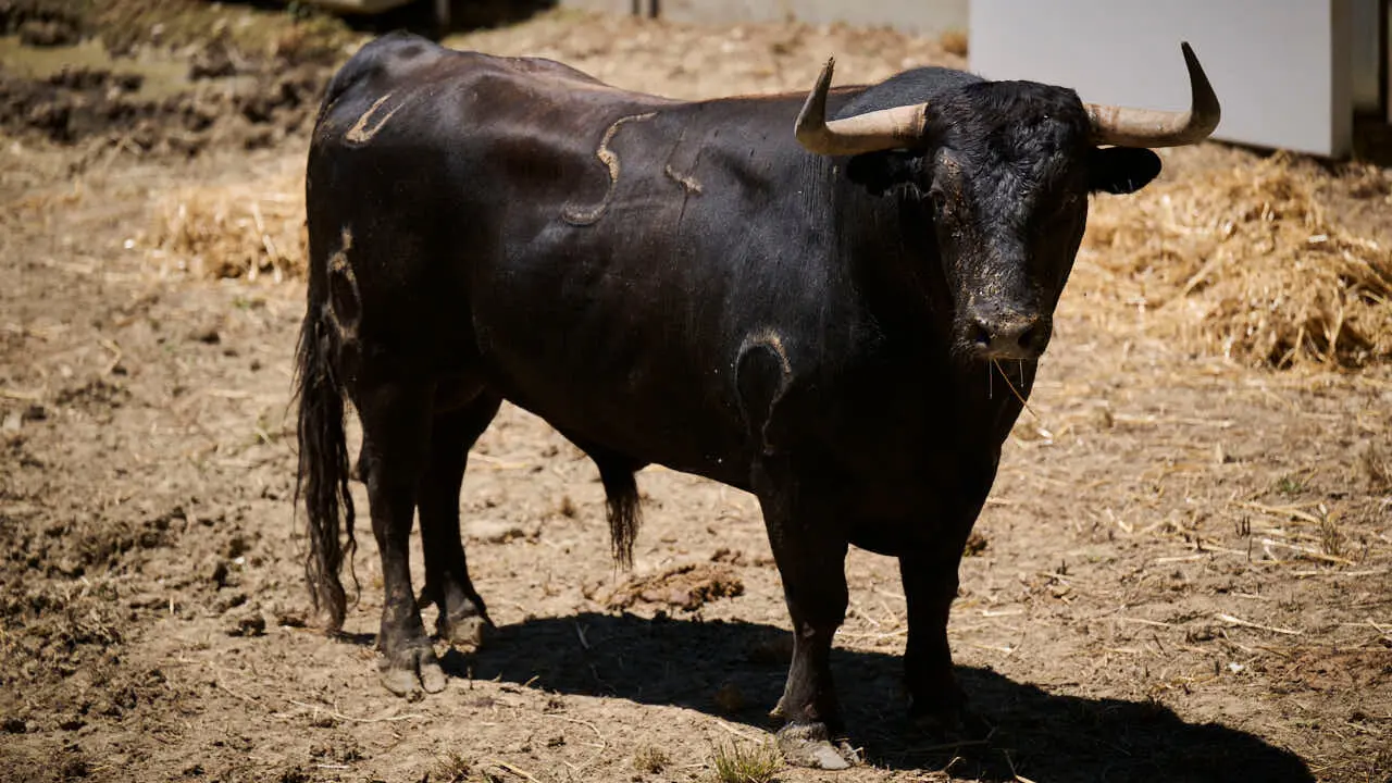 El toro 'Camarado' (n&ordm; 54) de la ganader&iacute;a de La Palmosilla (12 de julio), negro list&oacute;n, y de 590 kilos de peso, en los Corrales del Gas de Pamplona para San Ferm&iacute;n 2026. PABLO LASAOSA